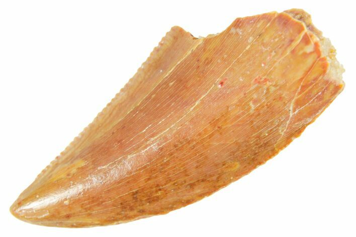 Serrated Raptor Tooth - Real Dinosaur Tooth #364708